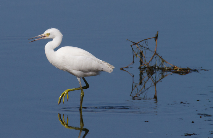 A needy juvenile Snowy Egret exhausts its parent at Bolsa Chica, California (10/06/2011). Photo by Bill Hubick.