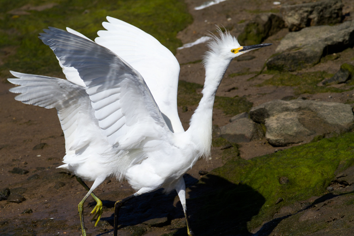 A needy juvenile Snowy Egret exhausts its parent at Bolsa Chica, California (10/06/2011). Photo by Bill Hubick.