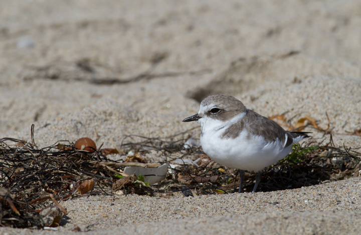 I couldn't stop photographing Snowy Plovers this trip. Expect many more in later updates! (Malibu, 9/30/2011) Photo by Bill Hubick.