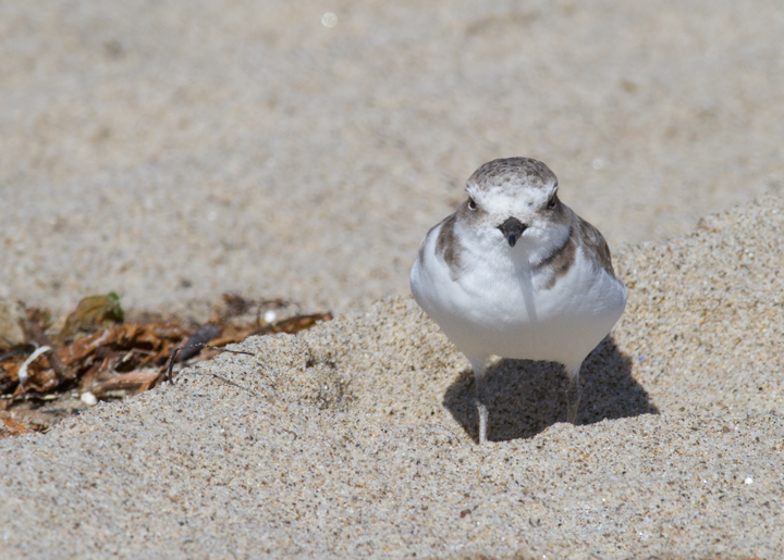 I couldn't stop photographing Snowy Plovers this trip. Expect many more in later updates! (Malibu, 9/30/2011) Photo by Bill Hubick.