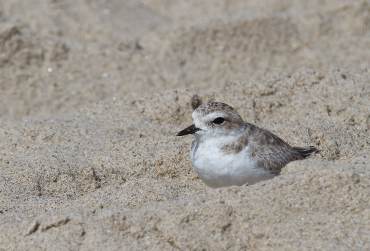 I couldn't stop photographing Snowy Plovers this trip. Expect many more in later updates! (Malibu, 9/30/2011) Photo by Bill Hubick.