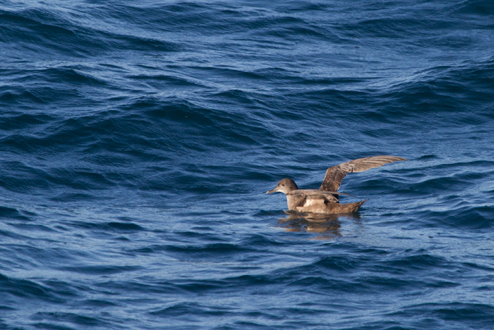 A Sooty Shearwater off Santa Barbara, California (10/1/2011). Completing huge figure-eight migrations along the shorelines of the continents, this species completes perhaps the longest migrations of any species. Photo by Bill Hubick.