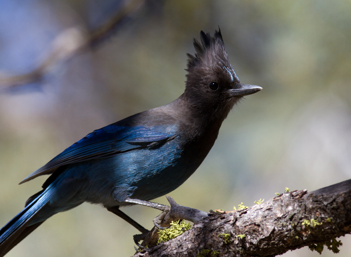 A Steller's Jay poses in the morning light near Mount Pinos, California (10/1/2011). Photo by Bill Hubick.