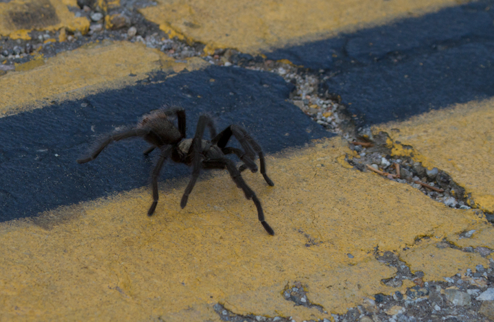 A tarantula near Mt. Pinos, California (10/2/2011). Photo by Bill Hubick.