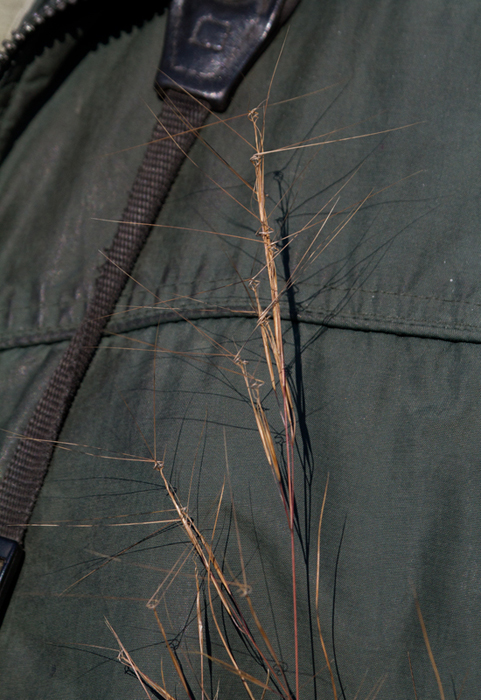 Three-awn Grass (<em>Aristida</em> sp.) on Assateague Island, Maryland (10/16/2011) - Pointed out by Jim Stasz.  Photo by Bill Hubick.