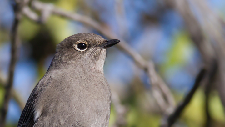 A Townsend's Solitaire at Cabrillo National Monument, California (10/7/2011). Photo by Bill Hubick.