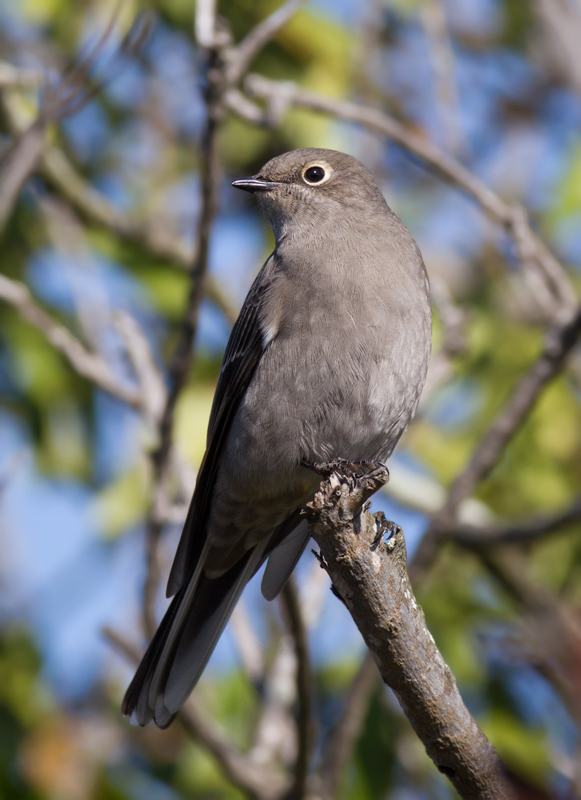 A Townsend's Solitaire at Cabrillo National Monument, California (10/7/2011). Photo by Bill Hubick.