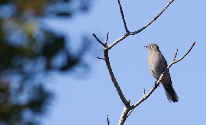 A Townsend's Solitaire at Cabrillo National Monument, California (10/7/2011). Photo by Bill Hubick.