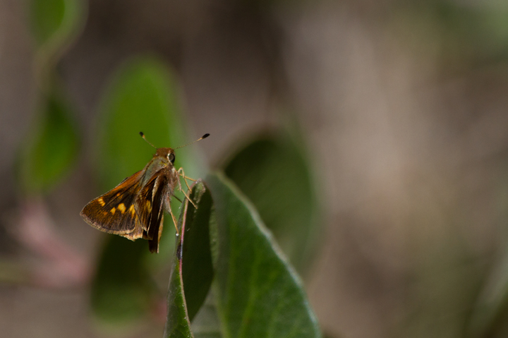 An Umber Skipper on Santa Cruz Island, California (10/2/2011). Photo by Bill Hubick.