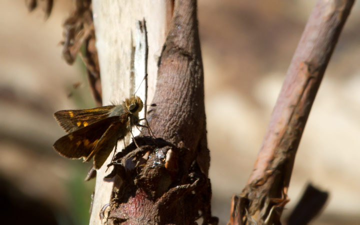 An Umber Skipper on Santa Cruz Island, California (10/2/2011). Photo by Bill Hubick.