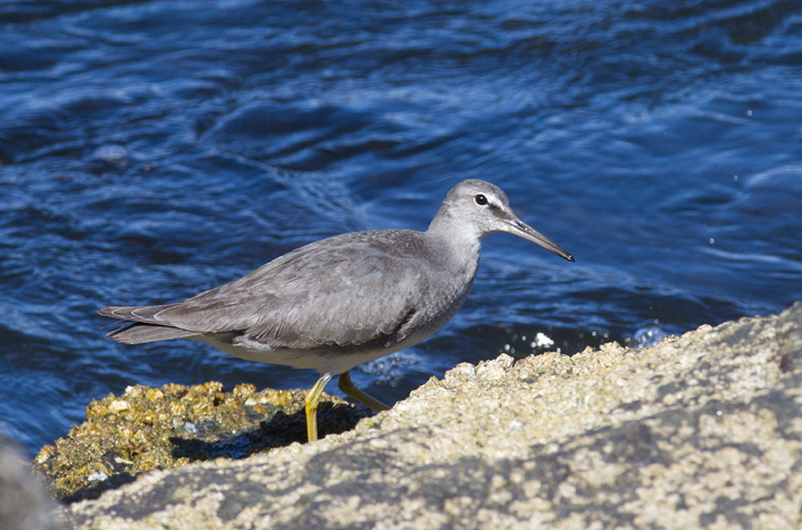 A Wandering Tattler at Newport Harbor, California (10/6/2011). Photo by Bill Hubick.