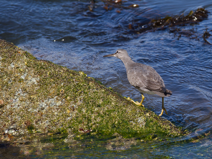 A Wandering Tattler at Newport Harbor, California (10/6/2011). Photo by Bill Hubick.