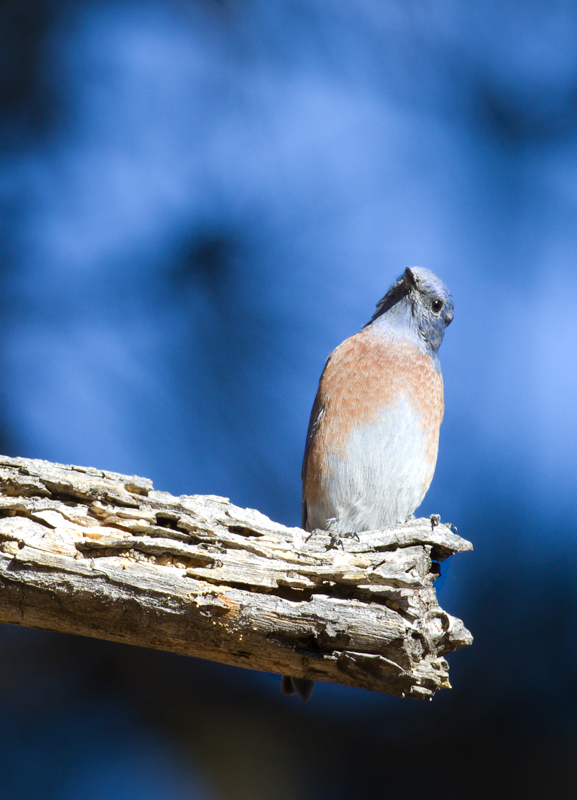 A Western Bluebird in Santa Barbara Co., California (10/1/2011). Photo by Bill Hubick.