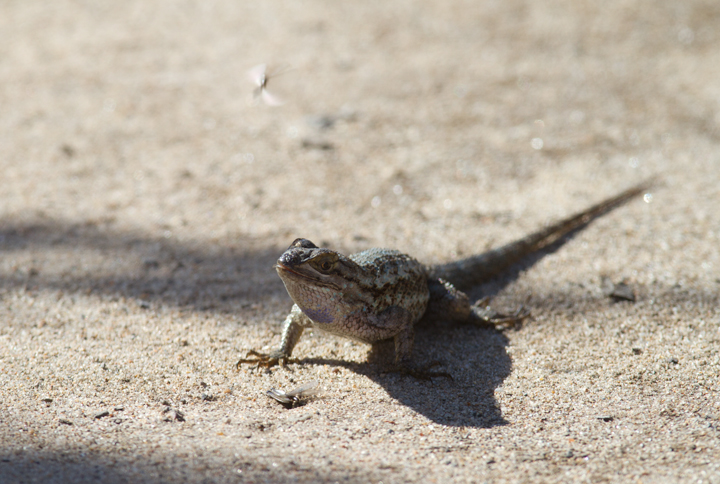 A Western Fence Lizard feasts on emerging flying insects near San Diego, California (10/6/2011). Photo by Bill Hubick.