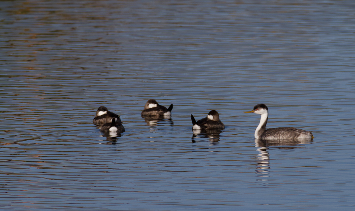 A Western Grebe hanging out with Ruddy Ducks at Bolsa Chica, California (10/6/2011). Photo by Bill Hubick.