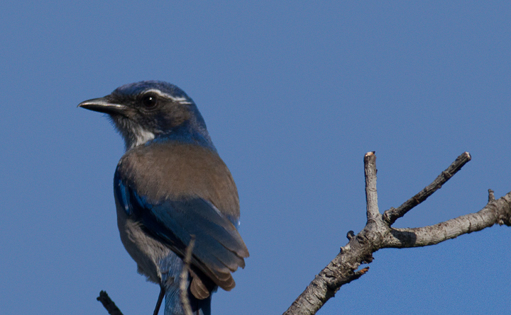 A Western Scrub-Jay at Cabrillo NM, California (10/7/2011).  Photo by Bill Hubick.