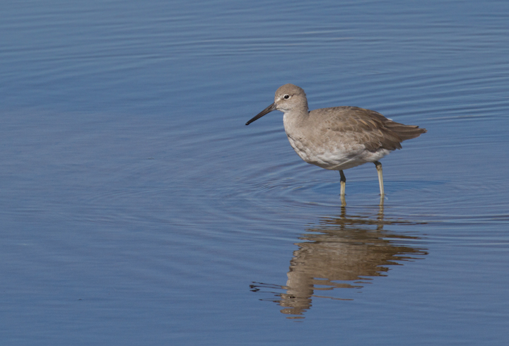 Western Willets at Bolsa Chica, California (10/6/2011). Photo by Bill Hubick.