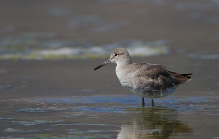 A Western Willet at Malibu Lagoon, California (9/30/2011). Photo by Bill Hubick.