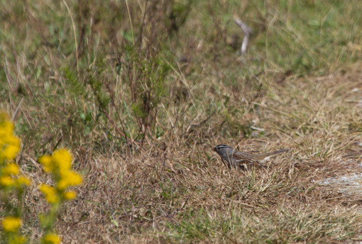 An adult "Gambel's" White-crowned Sparrow at Assateague SP, Maryland (10/22/2011). Photo by Bill Hubick.