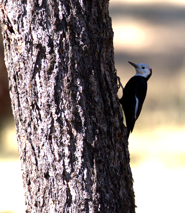White-headed Woodpecker at Apache Saddle, California (9/30/2011). Photo by Bill Hubick.