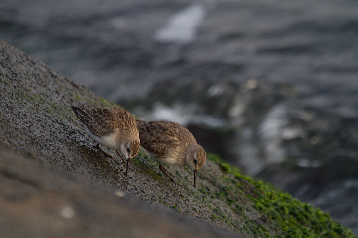 This White-rumped Sandpiper (right) was an unusual sight at the Ocean City Inlet, Maryland (10/22/2011). <br />A Semipalmated Sandpiper is feeding on its left. Photo by Bill Hubick.