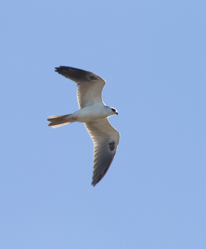 A White-tailed Kite soars over the Tijuana River mouth, California (10/7/2011). Photo by Bill Hubick.