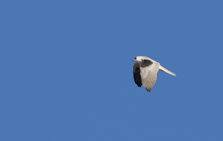 A White-tailed Kite soars over the Tijuana River mouth, California (10/7/2011). Photo by Bill Hubick.