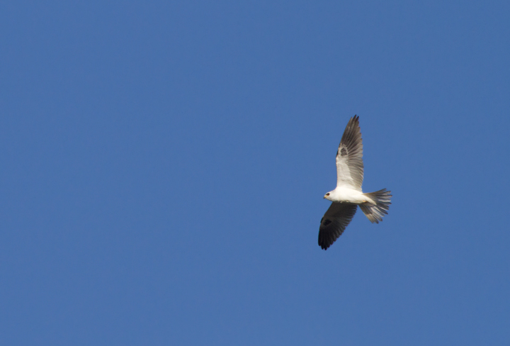 A White-tailed Kite soars over the Tijuana River mouth, California (10/7/2011). Photo by Bill Hubick.