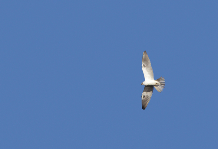 A White-tailed Kite soars over the Tijuana River mouth, California (10/7/2011). Photo by Bill Hubick.