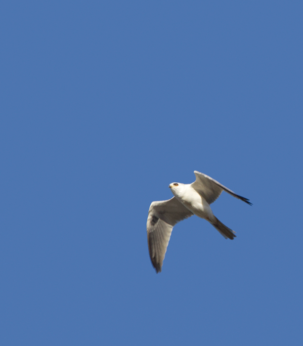 A White-tailed Kite soars over the Tijuana River mouth, California (10/7/2011). Photo by Bill Hubick.