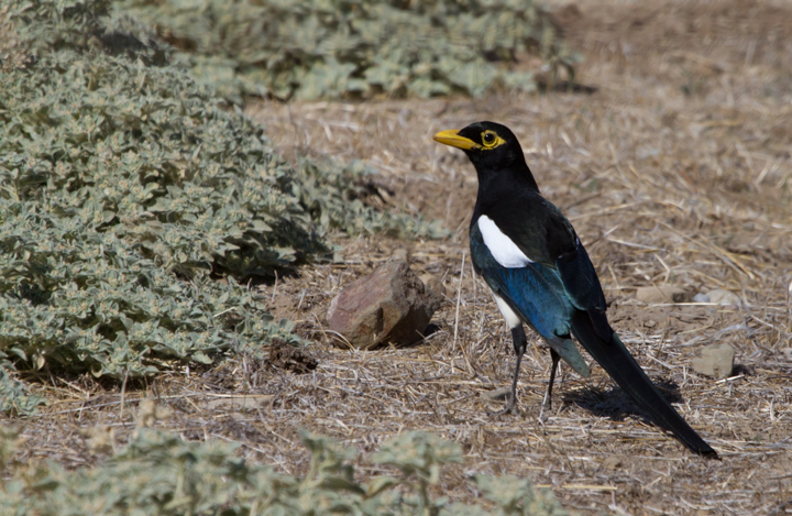 No southern California trip would be complete without tracking down a few Yellow-billed Magpies - Santa Barbara Co., California (10/1/2011). Photo by Bill Hubick.