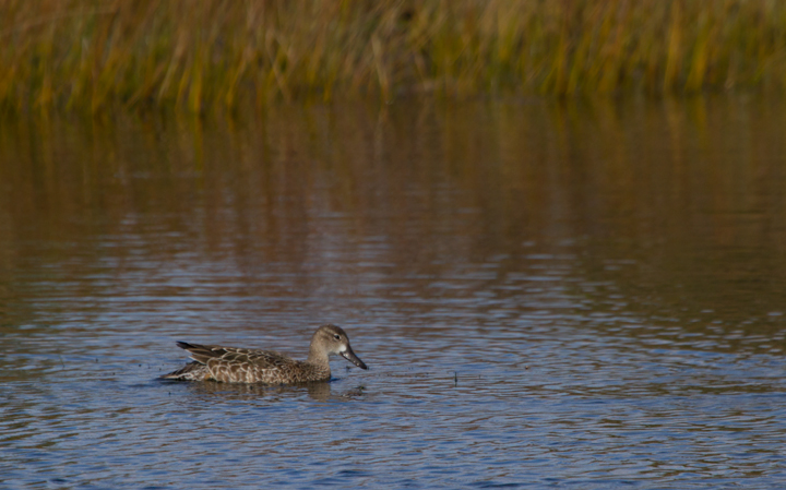 A lingering Blue-winged Teal at the Rum Pointe Golf Course, Worcester Co., Maryland (11/11/2011). Photo by Bill Hubick.