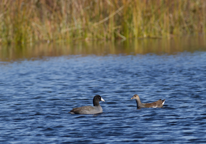 An immature Common Gallinule with an American Coot at the Rum Pointe Golf Course (11/11/2011).  Photo by Bill Hubick.