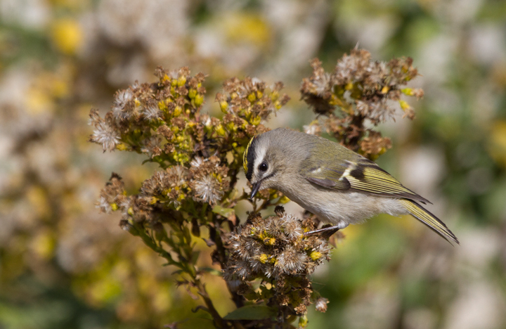 Golden-crowned Kinglets were generally uncommon across Worcester Co. this year, but those we found on the island were primarily feeding in the Seaside Goldenrod in the dunes. There was a bathhouse that was lined on both sides with goldenrod, and if you spooked them from one side, they would fly through a grate and through the crawlspace under the raised building to the other side. (Assateague, 11/12/2011). Photo by Bill Hubick.