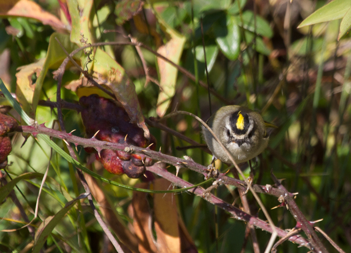 Golden-crowned Kinglets were generally uncommon across Worcester Co. this year, but those we found on the island were primarily feeding in the Seaside Goldenrod in the dunes. There was a bathhouse that was lined on both sides with goldenrod, and if you spooked them from one side, they would fly through a grate and through the crawlspace under the raised building to the other side. (Assateague, 11/12/2011). Photo by Bill Hubick.