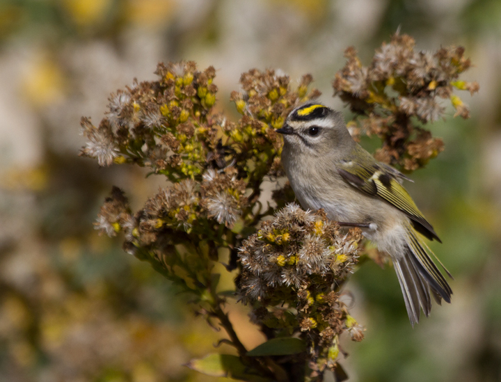 Golden-crowned Kinglets were generally uncommon across Worcester Co. this year, but those we found on the island were primarily feeding in the Seaside Goldenrod in the dunes. There was a bathhouse that was lined on both sides with goldenrod, and if you spooked them from one side, they would fly through a grate and through the crawlspace under the raised building to the other side. (Assateague, 11/12/2011). Photo by Bill Hubick.