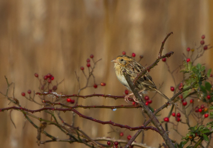 A Le Conte's Sparrow at Swan Harbor Farm Park, Harford Co., Maryland (11/26/2011). Found on 11/25 by Matt Hafner with Jim Brighton and John Hubbell. First county record. Only 19 accepted Maryland records and only five away from Worcester and St. Mary's Counties. My first in Maryland and by far my best ever looks. Thanks, guys! Photo by Bill Hubick.