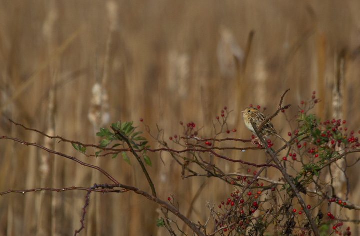 A Le Conte's Sparrow at Swan Harbor Farm Park, Harford Co., Maryland (11/26/2011). Found on 11/25 by Matt Hafner with Jim Brighton and John Hubbell. First county record. Only 19 accepted Maryland records and only five away from Worcester and St. Mary's Counties. My first in Maryland and by far my best ever looks. Thanks, guys! Photo by Bill Hubick.