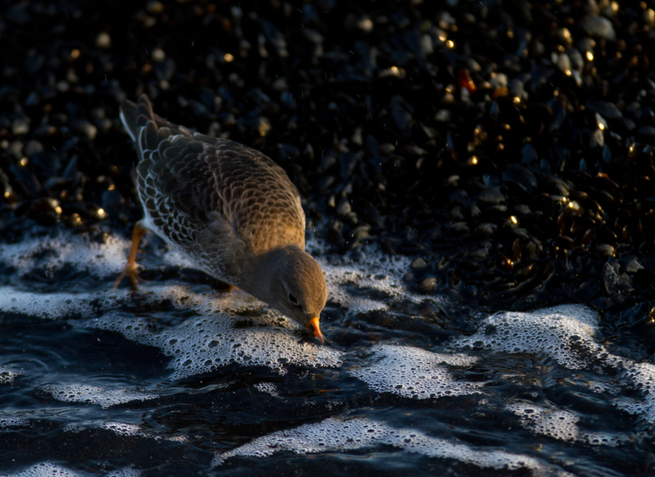 A Purple Sandpiper at dusk at the Ocean City Inlet, Maryland (11/11/2011). Photo by Bill Hubick.