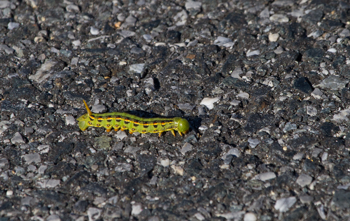 A White-lined Sphinx moth caterpillar on Assateague Island, Maryland (11/13/2011). Photo by Bill Hubick.
