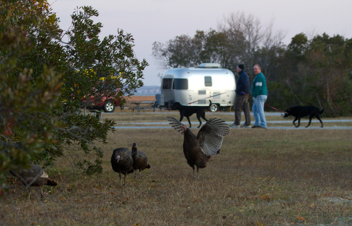 Wild Turkeys are a rather new phenomenon on Assateague Island. At last year's Rarity Roundup, we were fairly shocked to hear that Tom Feild and Jim Moore had found feathers on the north end of the island. One year later, Scott Housten has seen them about 10-12 times in this area, as have a number of others now (including several this weekend). This was my first sighting of them on the island, so a new Assateague bird for me. I spotted these five at dawn across from Life of the Marsh in Bayside Campground (11/11/2011). Photo by Bill Hubick.