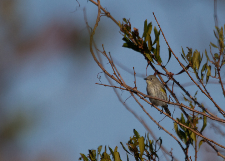 An Audubon's Warbler in Bayside Campground, Assateague Island, Maryland (12/3/2011). The western form of Yellow-rumped Warbler is very rare in Maryland and we only have a handful of accepted records. Dan Small and I found this bird in the island of scrubby habitat between A13 and A23. Photo by Bill Hubick.