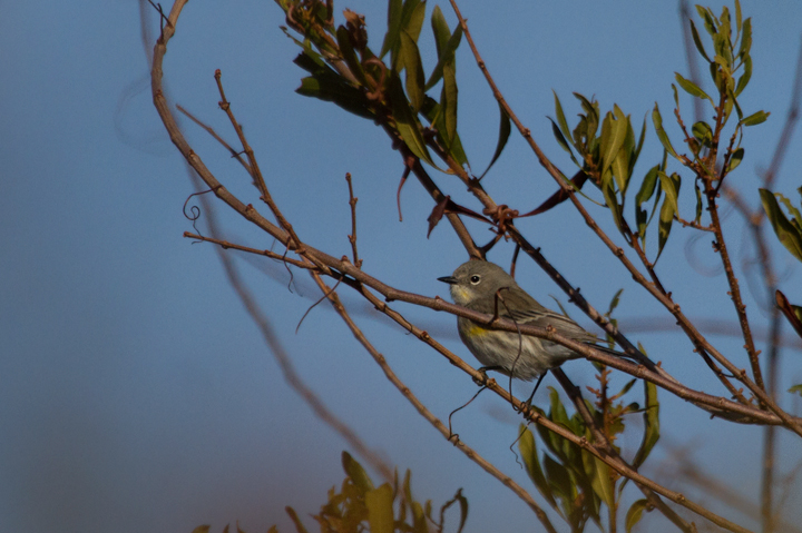 An Audubon's Warbler in Bayside Campground, Assateague Island, Maryland (12/3/2011). The western form of Yellow-rumped Warbler is very rare in Maryland and we only have a handful of accepted records. Dan Small and I found this bird in the island of scrubby habitat between A13 and A23. Photo by Bill Hubick.