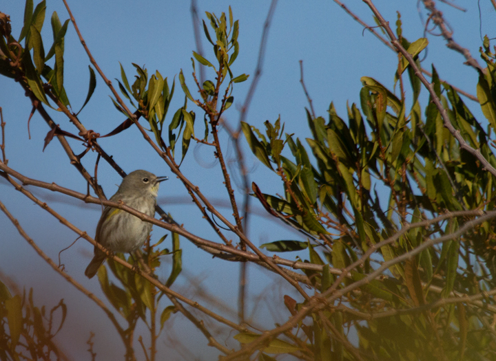 An Audubon's Warbler in Bayside Campground, Assateague Island, Maryland (12/3/2011). The western form of Yellow-rumped Warbler is very rare in Maryland and we only have a handful of accepted records. Dan Small and I found this bird in the island of scrubby habitat between A13 and A23. Photo by Bill Hubick.