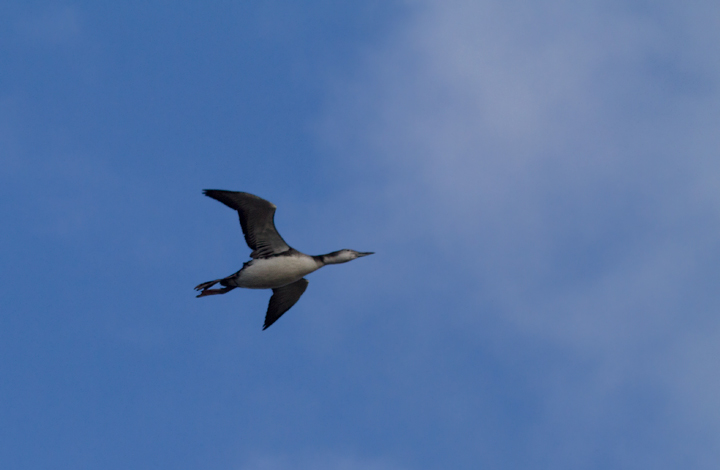 A Common Loon in flight over Assateague Island, Maryland (12/3/2011). Photo by Bill Hubick.