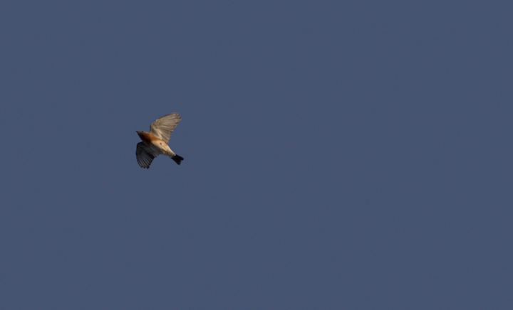 An Eastern Bluebird at Bayside, Assateague Island (11/14/2011). Uncommon in the morning flight here. Photo by Bill Hubick.