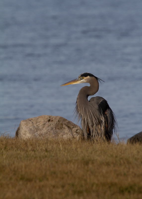 A free-loading Great Blue Heron at Fort Smallwood, Maryland. <br />This bird has learned to hang out with the fishermen and eagerly accepts handouts. Photo by Bill Hubick.