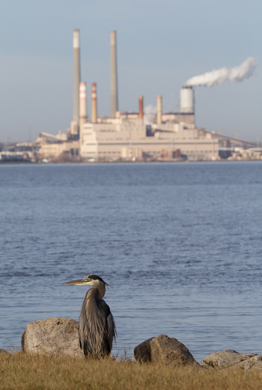 A free-loading Great Blue Heron at Fort Smallwood, Maryland. <br />This bird has learned to hang out with the fishermen and eagerly accepts handouts. Photo by Bill Hubick.