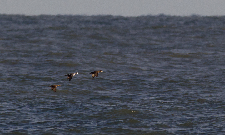 Harlequin Ducks flying past the Ocean City Inlet, Maryland (12/3/2011). Photo by Bill Hubick.