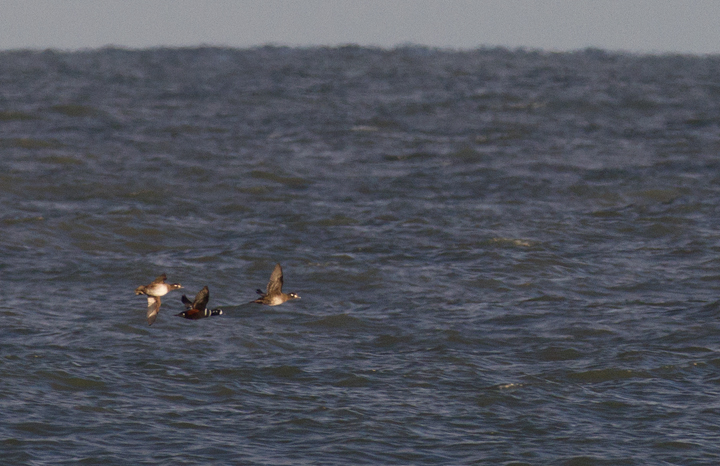 Harlequin Ducks flying past the Ocean City Inlet, Maryland (12/3/2011). Photo by Bill Hubick.